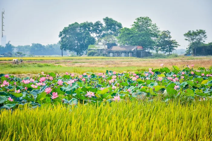 Từ trong ký ức: Nồng nàn mùa lúa chín