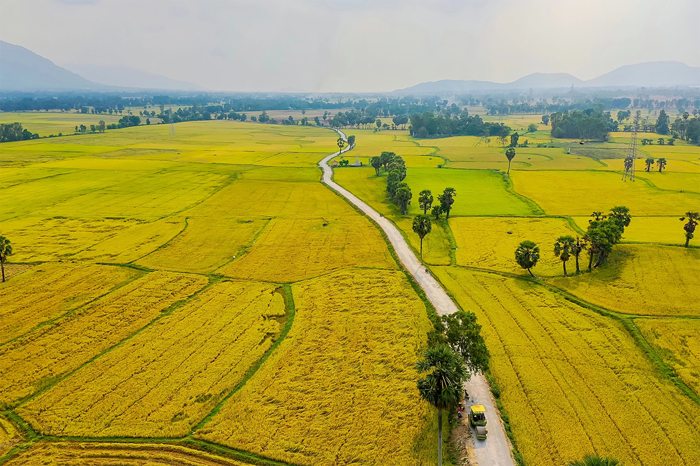 Du lịch An Giang mùa lúa chín – Săn mùa vàng miền biên viễn