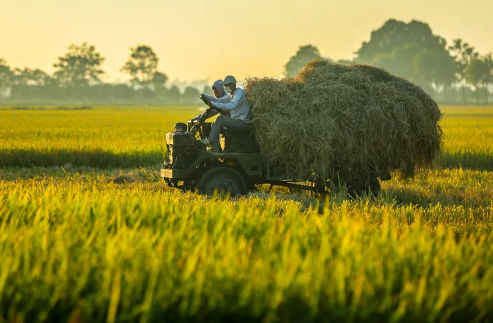 Ngỡ ngàng vẻ đẹp bình dị mùa lúa chín vùng ngoại ô Hà Nội - Báo Người Lao  Động