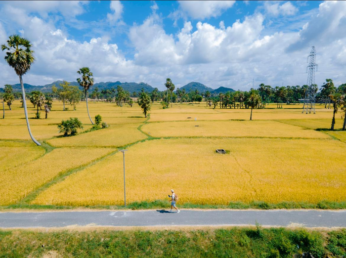 Du lịch An Giang mùa lúa chín – Săn mùa vàng miền biên viễn