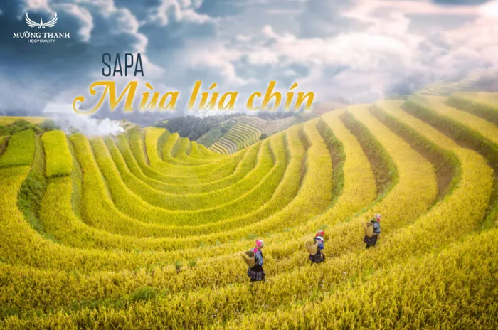 Sapa mùa lúa chín liệu có đẹp như lời đồn?