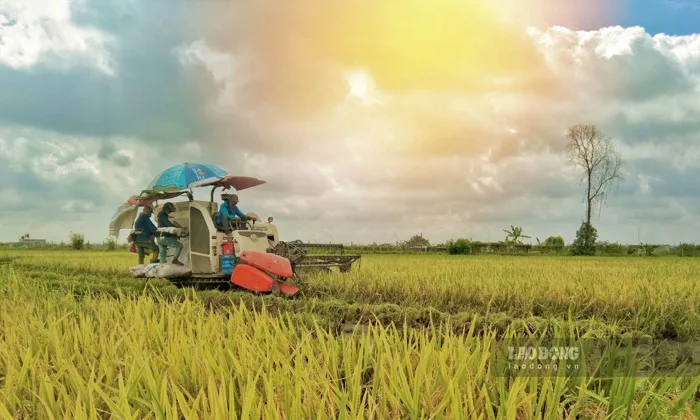 Ngắm mùa vàng trên quê hương chị Hai năm tấn Thái Bình