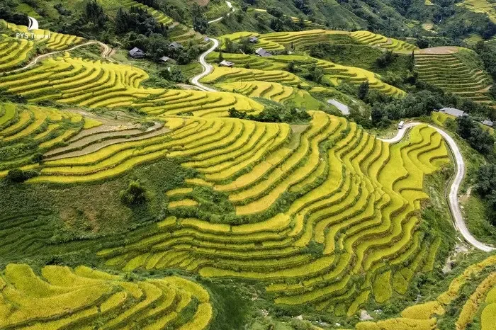 Săn mùa lúa chín Hà Giang để tận hưởng vẻ đẹp xuyến xao lòng người