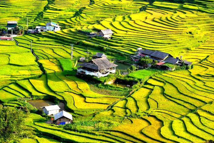 Nghỉ lễ 2.9 lên Sa Pa ngắm cánh đồng lúa chín đẹp nhất trong năm