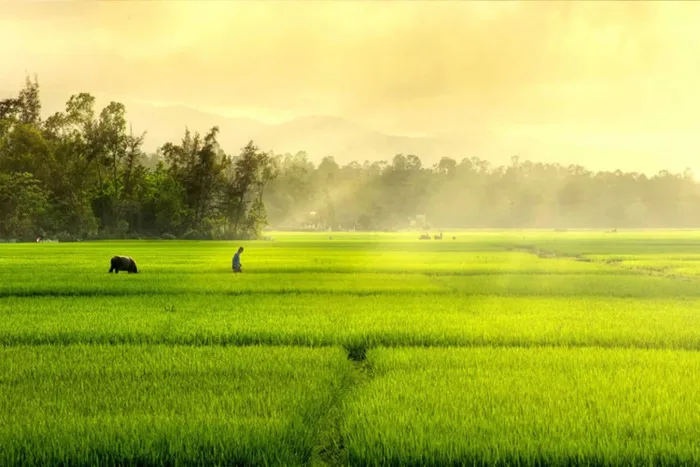 TỔNG HỢP 1001 ảnh cánh đồng - Bức tranh thần tiên ngây ngất | Yody