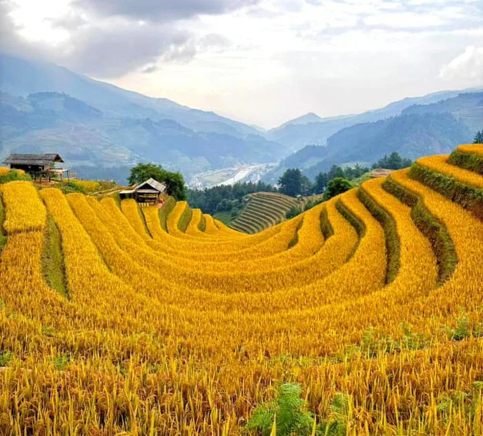 Mùa lúa chín họa bức tranh vàng rực rỡ ở Mù Cang Chải