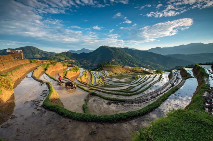 Hoàng Su Phi - Mùa nước đổ Hoàng Su Phi - Mùa nước đổ