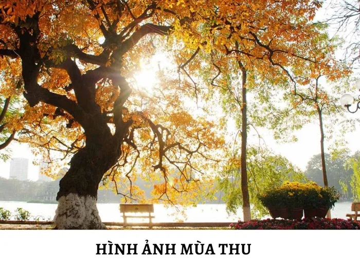 1000 hình ảnh mùa thu đẹp nhất, thơ mộng nhất, lãng mạn nhất | Yody