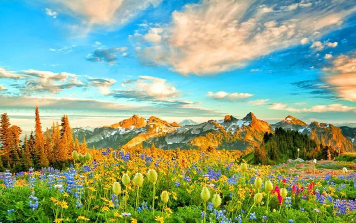 Top 50 hình nền thiên nhiên phong cảnh mùa xuân lung linh sắc hoa full hd
