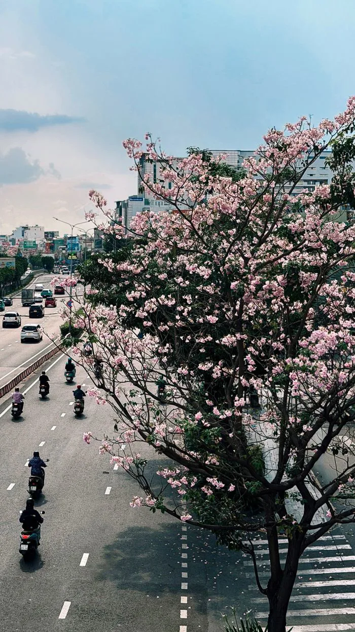 4.000+ ảnh đẹp nhất về Phong Cảnh Mùa Xuân · Tải xuống miễn phí 100% · Ảnh  có sẵn của Pexels