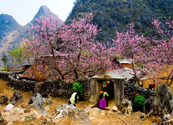 Cảnh đẹp Sa Pa mùa xuân & Gợi ý 6 điểm chiêm ngưỡng