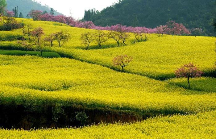 Nắm nhanh bí kíp chụp ảnh phong cảnh mùa xuân đẹp nhất