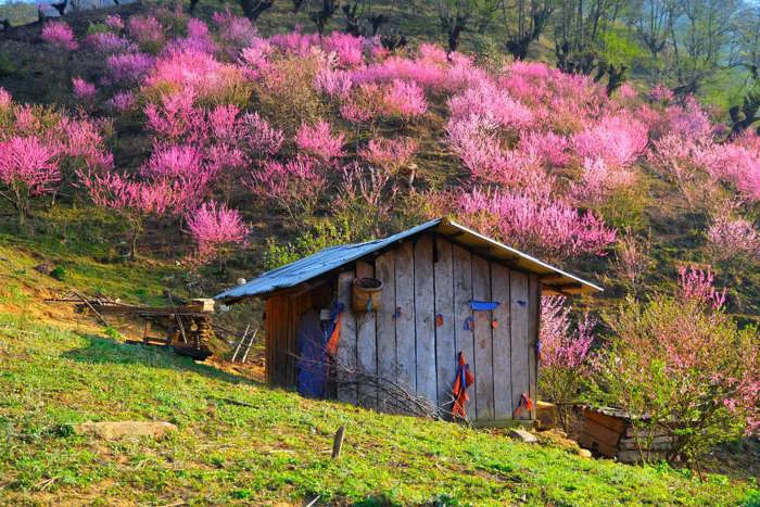 Du lịch Tây Bắc mùa xuân chiêm ngưỡng vẻ đẹp rực rỡ miền rẻo cao