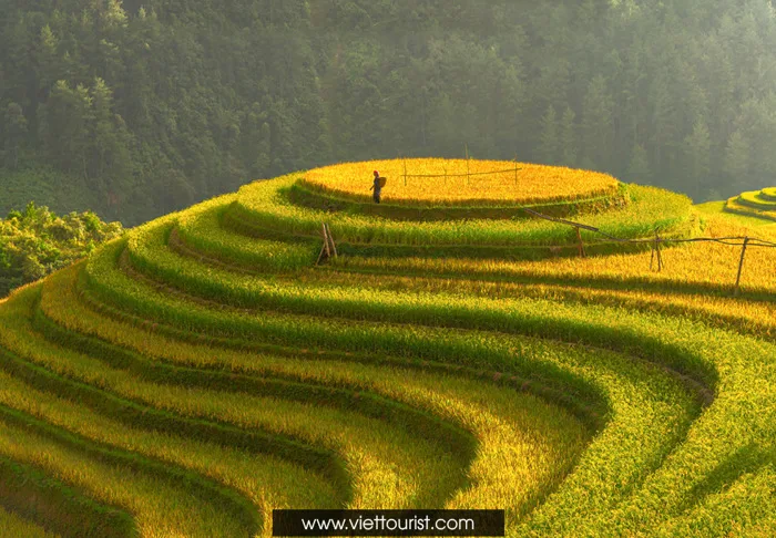 NGỠ NGÀNG HOA XUÂN TÂY BẮC