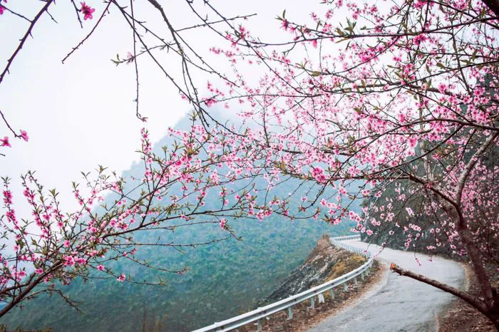 NGỠ NGÀNG HOA XUÂN TÂY BẮC