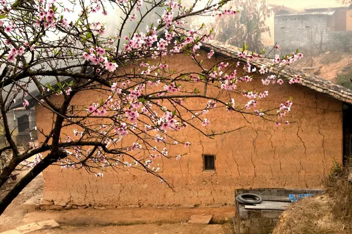 Tọa độ các điểm ngắm hoa xuân Tây Bắc không thể bỏ lỡ