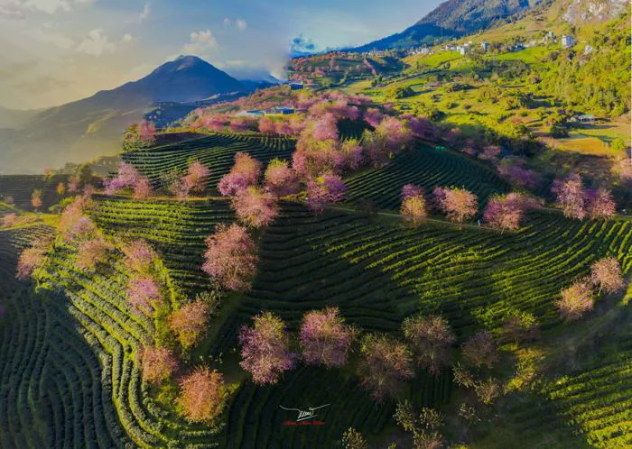 Tây Bắc rực rỡ sắc xuân