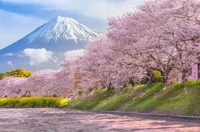 Núi Phú Sĩ - Ngắm Trọn Vẻ đẹp Hùng Vĩ Của Mount Fuji