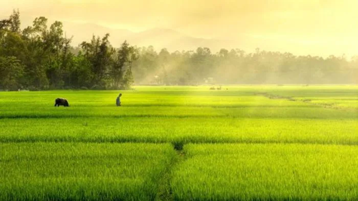 anh-phong-canh-que-huong-1
