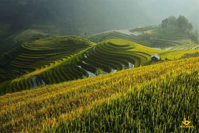 Ý Nghĩa Tranh Hình Ảnh Quê Hương Việt Nam