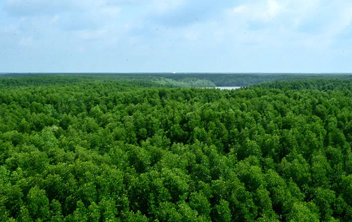 Khám phá rừng ngập mặn Cần Giờ - khu dự trữ sinh quyển thế giới ở ngoại ô  Sài Gòn - iVIVU.com