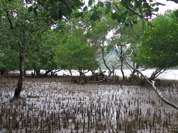 Rừng ngập mặn – Wikipedia tiếng Việt