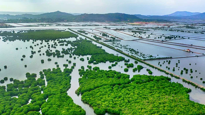 Khám phá những cánh rừng ngập mặn ở Quảng Yên - Báo Quảng Ninh điện tử