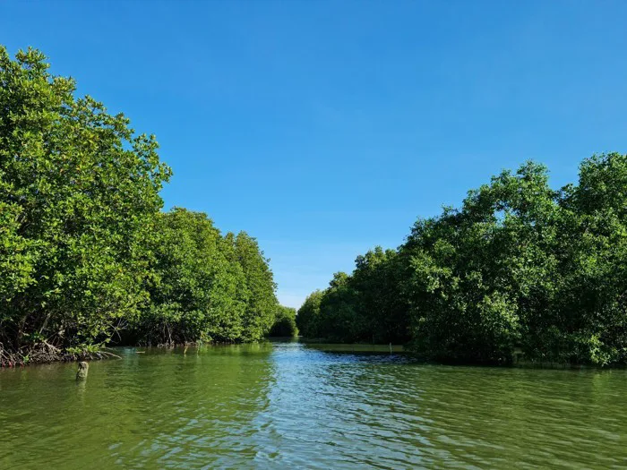 Bảo vệ hệ sinh thái rừng ngập mặn