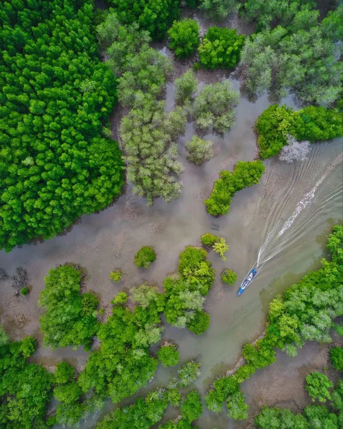 Khám phá rừng ngập mặn Cần Giờ - khu dự trữ sinh quyển thế giới ở ngoại ô  Sài Gòn - iVIVU.com