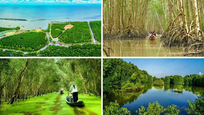 Du lịch rừng ngập mặn Cà Mau chi tiết cho người mới