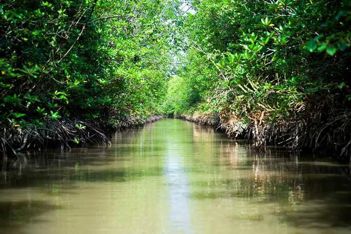 Rừng ngập mặn Cần Giờ Hồ Chí Minh, Việt Nam