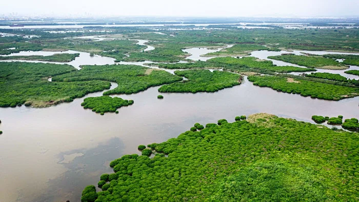 Khám phá những cánh rừng ngập mặn ở Quảng Yên - Báo Quảng Ninh điện tử