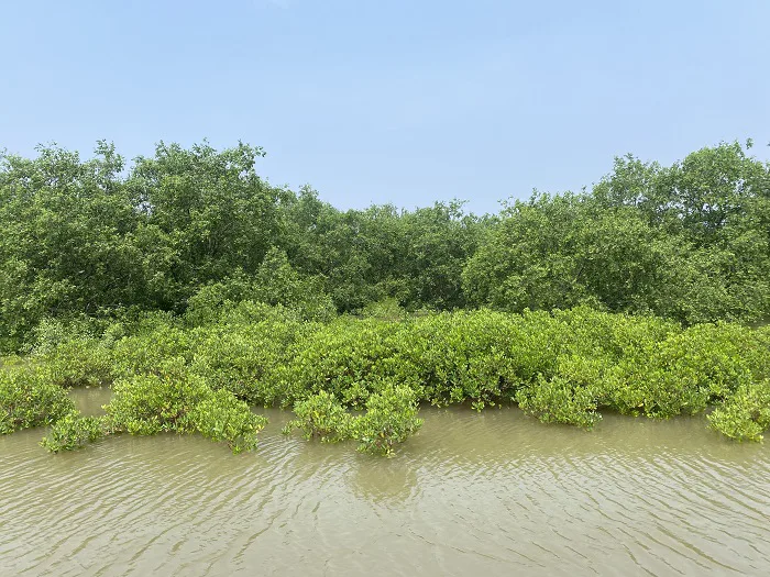 Rừng ngập mặn ven biển Kim Sơn