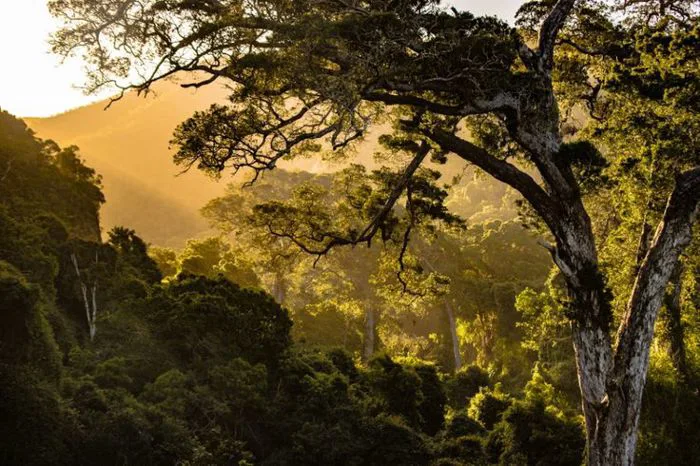 Picture of the day: Sun shining through trees in the forest | Tạo cảnh  quan, Tinh