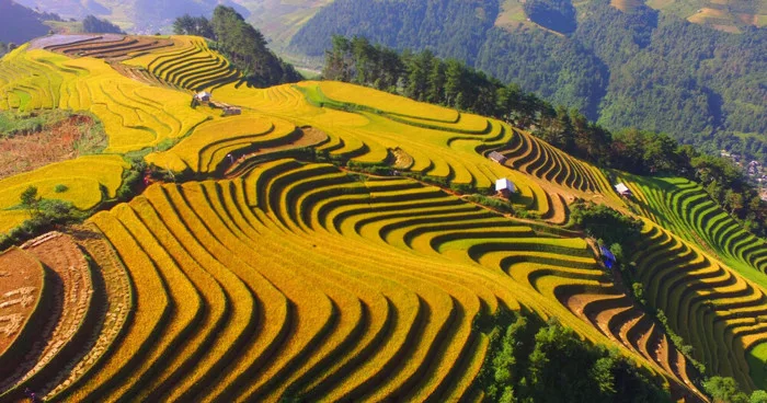 Khám phá top 3 ruộng bậc thang đẹp nhất Việt Nam - SAKOS