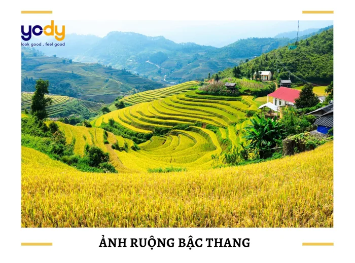 30+ Hình ảnh ruộng bậc thang mùa lúa chín - đặc sản Tây Bắc | Yody