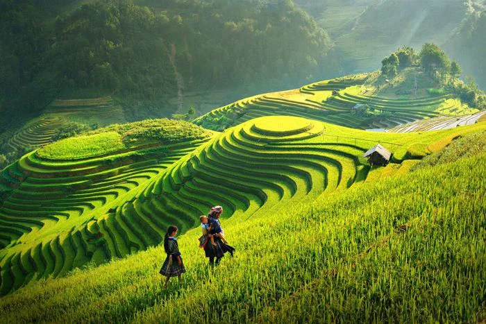 Khám phá 21 ý tưởng tranh phong cảnh ruộng bậc thang và bậc thang | tranh phong  cảnh, ha giang, lữ hành và các ý tưởng khác