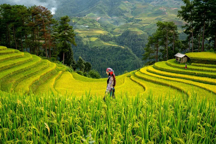 30000+ Ruộng Bậc Thang & ảnh Thiên Nhiên miễn phí - Pixabay