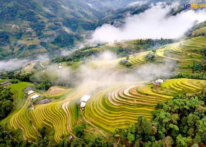 30+ Hình ảnh ruộng bậc thang mùa lúa chín - đặc sản Tây Bắc | Yody