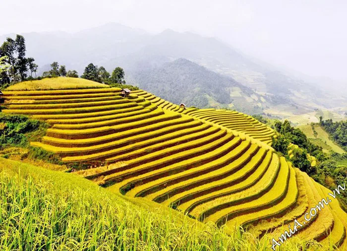 Tranh phong cảnh ruộng bậc thang ở Việt Nam đẹp nhất | Flickr