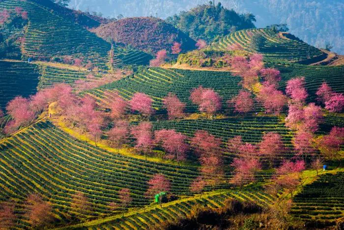 Top 7 ruộng bậc thang đẹp nhất Việt Nam và thế giới