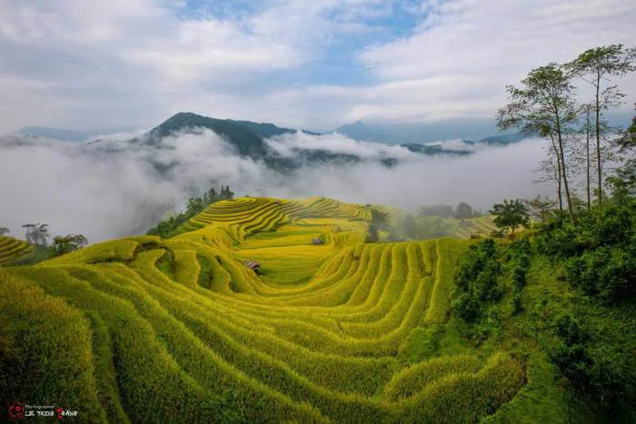 Ngỡ ngàng trước vẻ đẹp của ruộng bậc thang Hoàng Su Phì vào mùa lúa chín - Du  Lịch Minh Anh