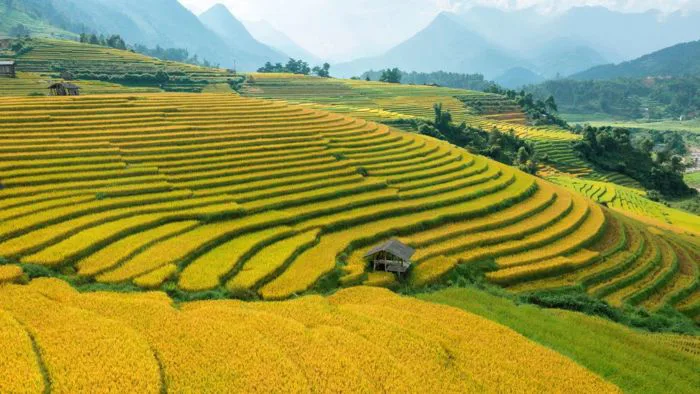 Top 6 ruộng bậc thang đẹp nhất Việt Nam mà bạn không thể bỏ lỡ