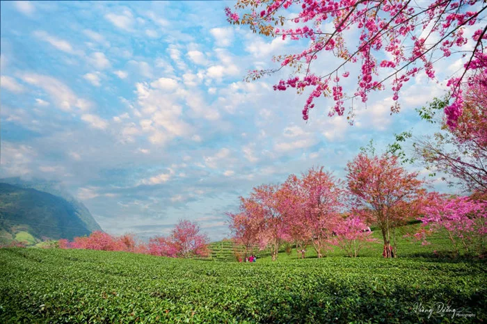 Cảnh đẹp Sa Pa mùa xuân & Gợi ý 6 điểm chiêm ngưỡng