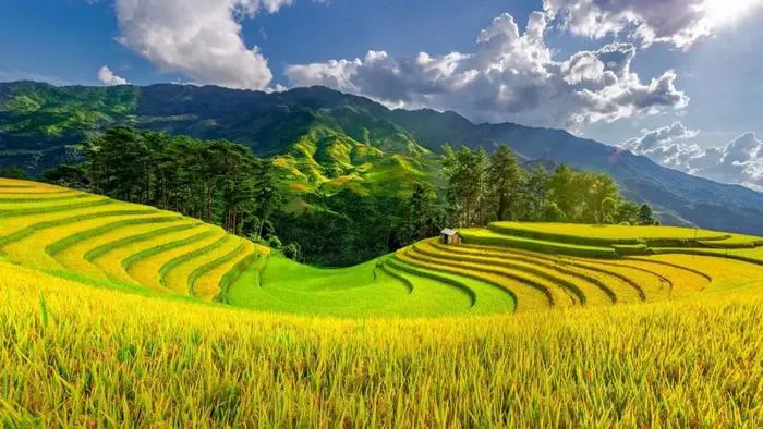 Du lịch Tây Bắc mùa thu 2026: Săn mùa vàng, ôm trọn núi đồi rực rỡ trong tầm mắt