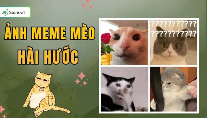 299+ Ảnh meme mèo HÀI HƯỚC, cực đáng yêu, cute, vui nhộn nhất
