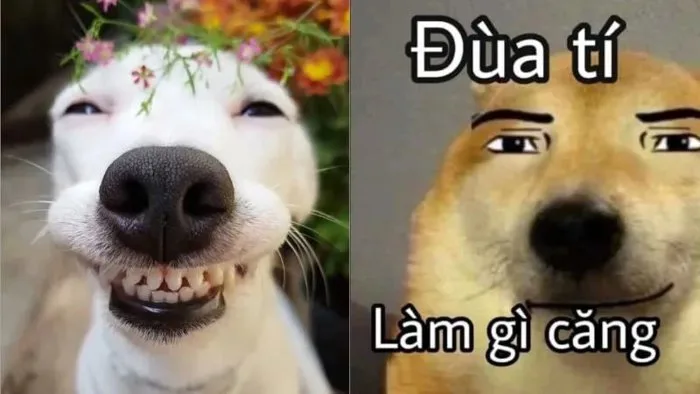 100+ ảnh meme hài hước, vui nhộn “trend” hiện nay