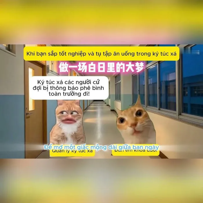 Khi bạn sắp tốt nghiệp và tụ tập ăn uống trong ký túc xá #cat #cats #meme #memes
