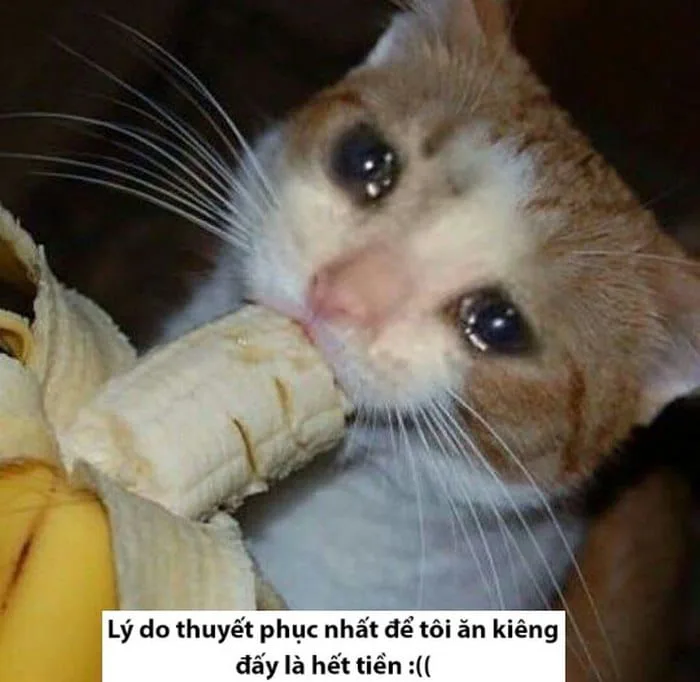 Meme Mèo Ăn Rau, Ăn Cơm, Ăn Chuối, Bim Bim [Siêu Cute]