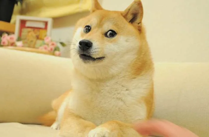 Chuyện về chú chó được chế meme nhiều nhất mạng xã hội: Xuất thân từ chó